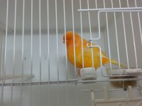 /album/%cf%84%ce%b1-%cf%80%ce%bf%cf%85%ce%bb%ce%ac%ce%ba%ce%b9%ce%b1-%ce%bc%ce%b1%cf%82/yellow-hen-2013-3-jpg/